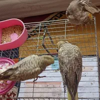 جوجه عروس هلندی
