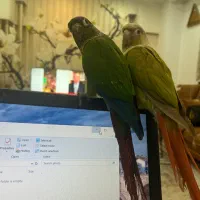 یه جفت گرینچیک