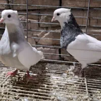 کفتر طوقی سرور (حراج)|پرنده|تفت, |دیوار