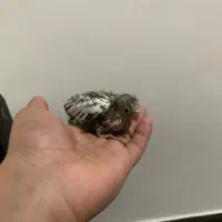 جوجه عروس هلندی|پرنده|هشتگرد, شهرک بعثت|دیوار