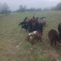 کهره شیری نقلی امسال