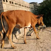 پروفروشی|حیوانات مزرعه|شیبکوه (هرمزگان), |دیوار