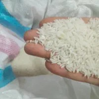 برنج طارم محلی  بابلسر