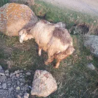 گوسفند جوان