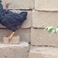 دو عدد مرغ تخم گزاره بشرظ سالم