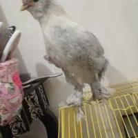 فروش خروس سلطان