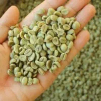 فروش ویژه دان سبز قهوه نقدی و اعتباری