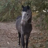 اسب نریان کرد|اسب و تجهیزات اسب‌سواری|کهریزک, |دیوار