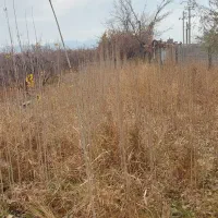 نهال صنوبر سپید تبریزی