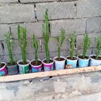گل عمده بدون گلدان