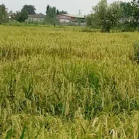 زمین کشاورزی|فروش دفتر صنعتی، کشاورزی، تجاری|آمل, |دیوار