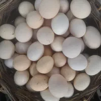 تخم مرغ بومی