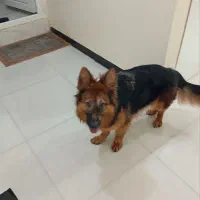 سگ ژرمن|سگ|اهواز, سپیدار|دیوار