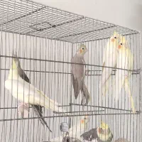 عروس هلندی به شرط|پرنده|قم, شهرک فاطمیه|دیوار