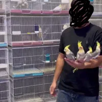 عروس هلندی|پرنده|مرودشت, دولت آباد|دیوار