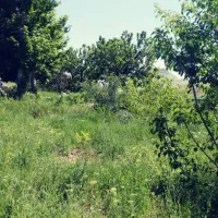 زمین ۳۵۰ متری در تاپ لوکیشن روستای ییلاقی فشند|فروش زمین و ملک کلنگی|هشتگرد, فشند|دیوار