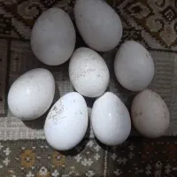 تخم بقلمون