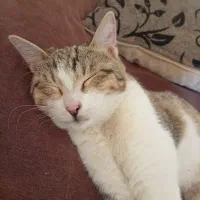 واگذاری گربه نر|گربه|شاهینشهر, مخابرات (شهید بهشتی)|دیوار