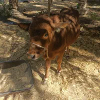 گوساله فروشی|حیوانات مزرعه|جازموریان, |دیوار