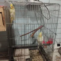 سلام ،یک جفت عروس هلندی مولد مست وسرحال|پرنده|قائمشهر, |دیوار