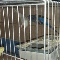 مرغ عشق فروشی