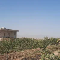 باغ-پسته-ای-3هکتاری