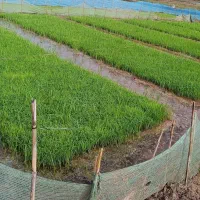 فروش بذر نشا اصلاح شده هاشمی درجه یک (توم نشا )