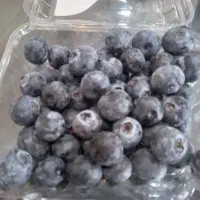 بلوبری|خوردنی و آشامیدنی|رفسنجان, |دیوار