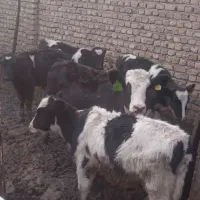 ۴تاگوساله‌ماده‌پادرپا‌دانه‌۶۵میلیون