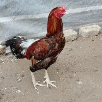 مرغ وخروس|حیوانات مزرعه|پیربازار, |دیوار