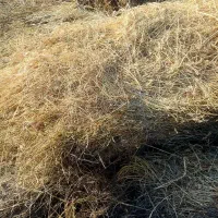 علف باغ نمین|خدمات باغبانی و درختکاری|نمین, |دیوار