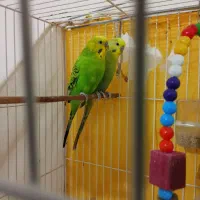 مرغ عشق|پرنده|چناران, |دیوار