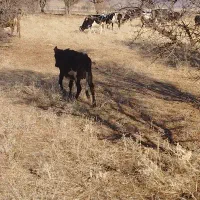 گاو محلی|حیوانات مزرعه|خاو و میرآباد, |دیوار