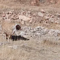 احتیاج به چوپان سالم و کاربلد دارم|استخدام سرایداری و نظافت|سرپل ذهاب, |دیوار