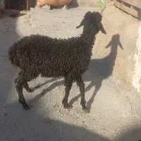 یک عدد بره ماده جو خور لنگه سه تای خوش قیمت