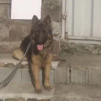 ژرمن شپرد ماده|سگ|ساری, |دیوار