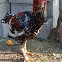 خروس لاری اصیل|حیوانات مزرعه|ماسال, |دیوار