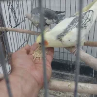 جوجه عروس هلندی خوشگل و زیبا|پرنده|شهریار, شهریار|دیوار