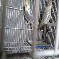 عروس هلندی، گرینچیک، فنچ، کوتوله|پرنده|زابل, |دیوار