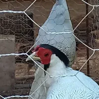 پرنده زینتی|پرنده|بیرجند, |دیوار