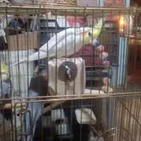 عروس هلندی سرحال