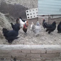 انواع حیوانات خانگی|حیوانات مزرعه|مرند, |دیوار