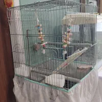 گرین چیک با قفس|پرنده|قم, باغ اشرافی|دیوار