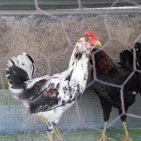 مرغ گلین|حیوانات مزرعه|فردوس (خراسان), |دیوار