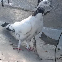 تعدادی کبوتر