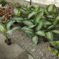 تعویض خاک گلدان در منزل  فروش گل و تحویل درب خانه|گل و گیاه طبیعی|مشهد, فرهنگیان (شهرک غرب)|دیوار