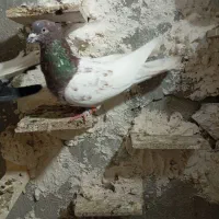 کبوترکار هستن