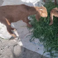 فروش گوسفند