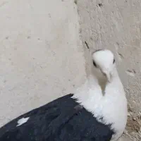 کفتر|پرنده|سیدآباد, |دیوار