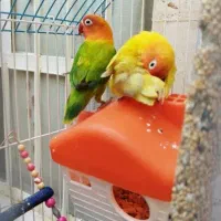 3عدد طوطی برزیلی